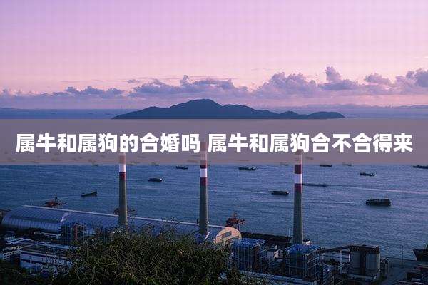 属牛和属狗的合婚吗 属牛和属狗合不合得来