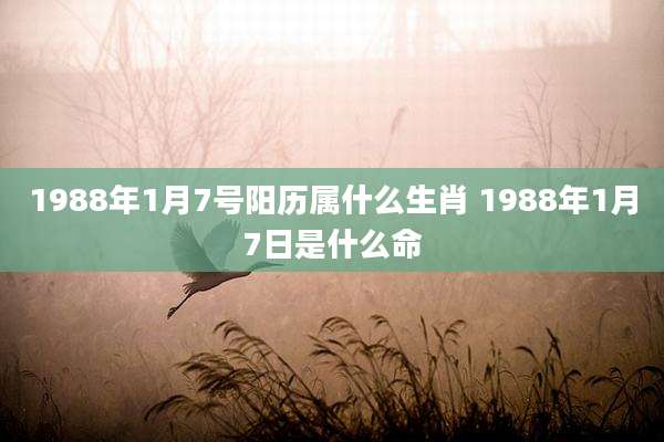 1988年1月7号阳历属什么生肖 1988年1月7日是什么命
