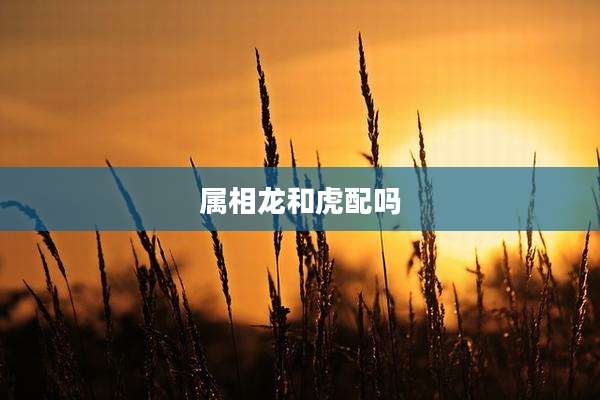 属相龙和虎配吗