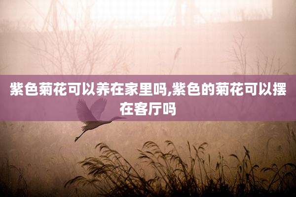 紫色菊花可以养在家里吗,紫色的菊花可以摆在客厅吗