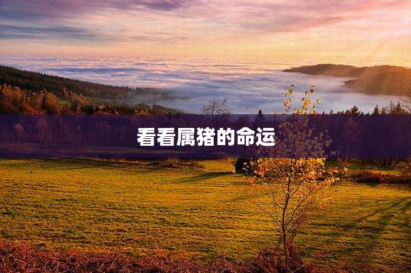 看看属猪的命运
