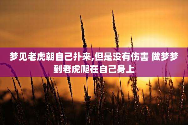 梦见老虎朝自己扑来,但是没有伤害 做梦梦到老虎爬在自己身上
