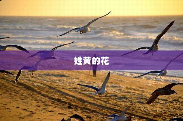 姓黄的花