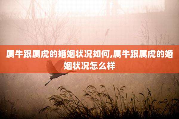 属牛跟属虎的婚姻状况如何,属牛跟属虎的婚姻状况怎么样