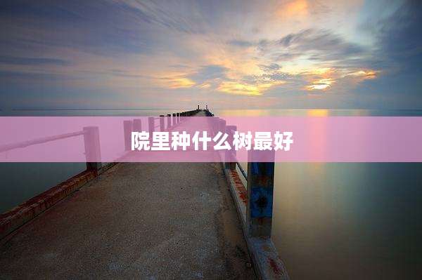 院里种什么树最好
