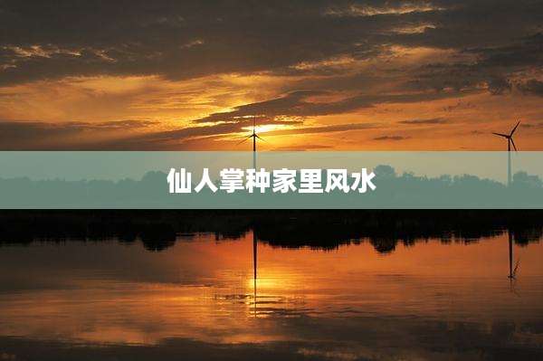 仙人掌种家里风水