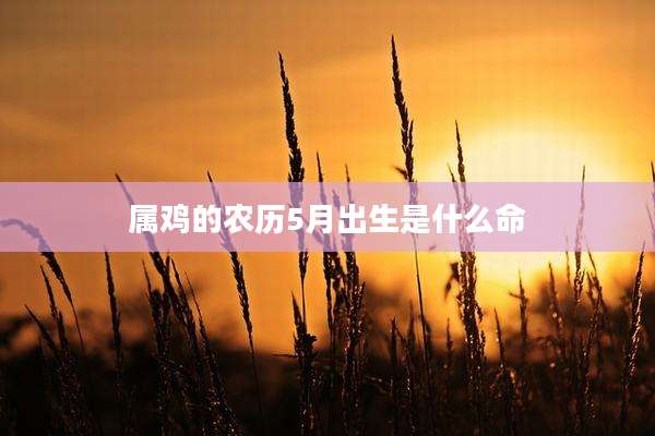 属鸡的农历5月出生是什么命