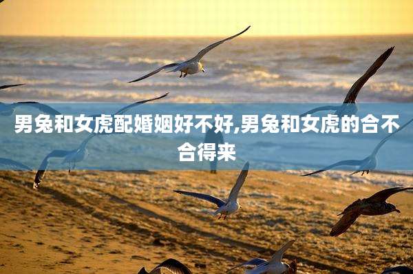 男兔和女虎配婚姻好不好,男兔和女虎的合不合得来