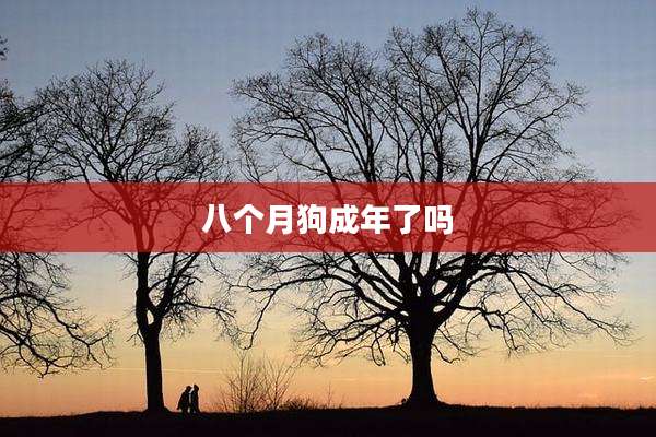 八个月狗成年了吗
