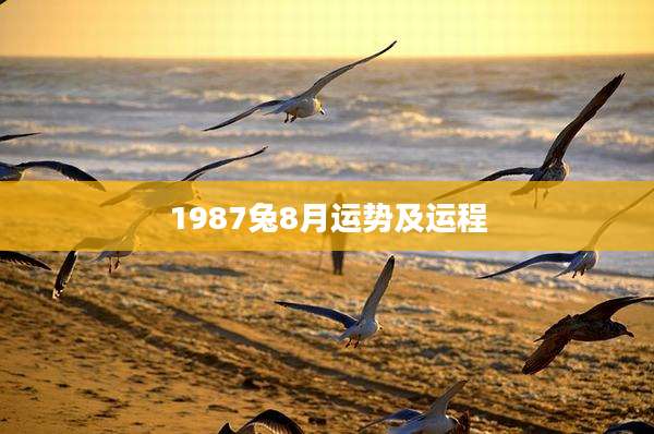 1987兔8月运势及运程