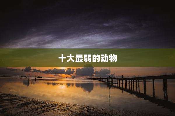 十大最弱的动物