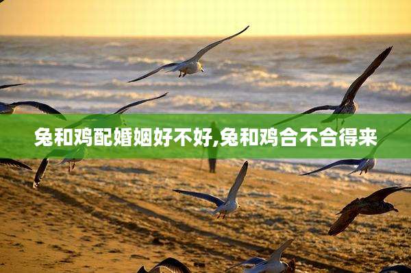 兔和鸡配婚姻好不好,兔和鸡合不合得来