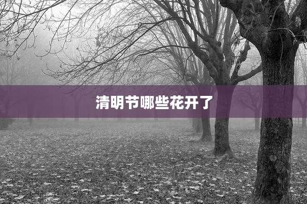 清明节哪些花开了