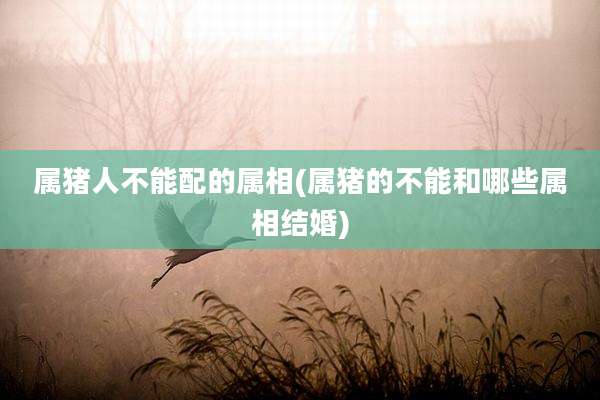 属猪人不能配的属相(属猪的不能和哪些属相结婚)