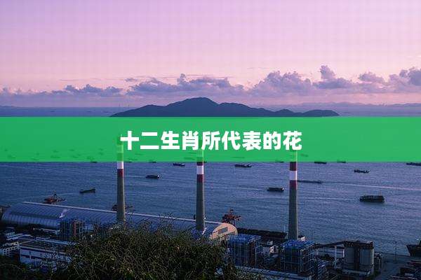 十二生肖所代表的花