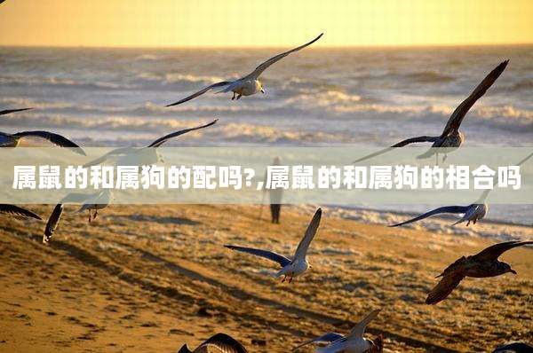 属鼠的和属狗的配吗?,属鼠的和属狗的相合吗