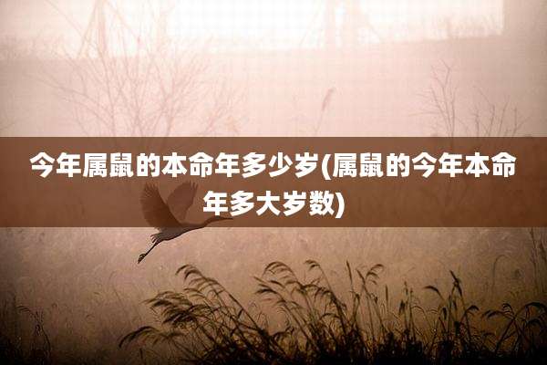 今年属鼠的本命年多少岁(属鼠的今年本命年多大岁数)