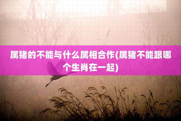 属猪的不能与什么属相合作(属猪不能跟哪个生肖在一起)