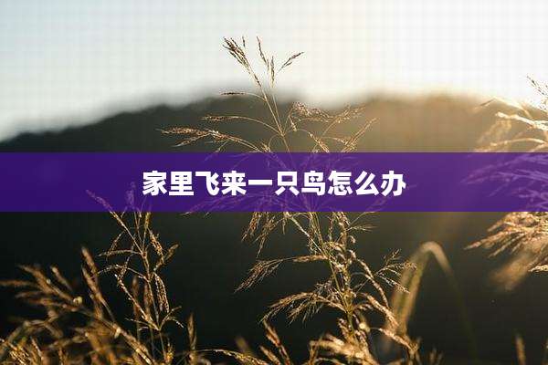 家里飞来一只鸟怎么办