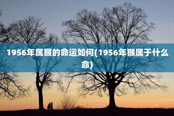 1956年属猴的命运如何(1956年猴属于什么命)