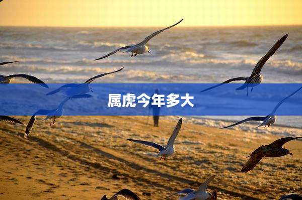 属虎今年多大
