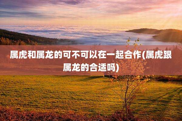 属虎和属龙的可不可以在一起合作(属虎跟属龙的合适吗)