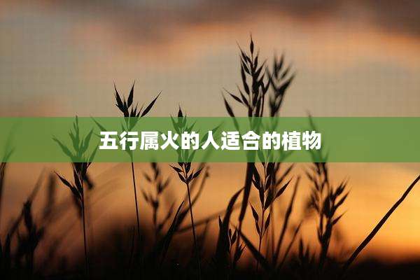 五行属火的人适合的植物