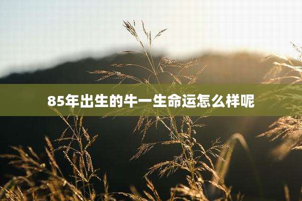 85年出生的牛一生命运怎么样呢