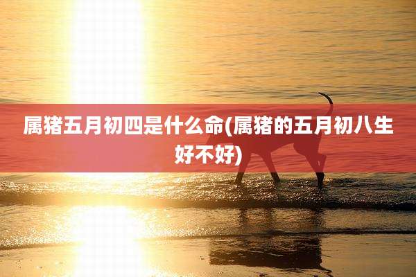 属猪五月初四是什么命(属猪的五月初八生好不好)