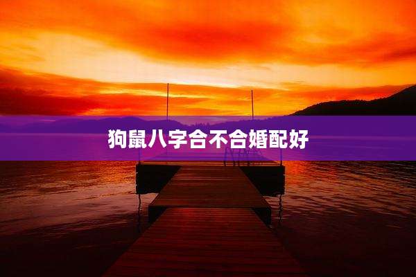 狗鼠八字合不合婚配好