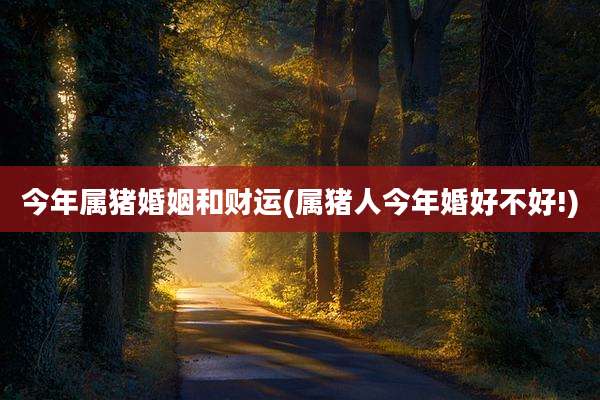 今年属猪婚姻和财运(属猪人今年婚好不好!)