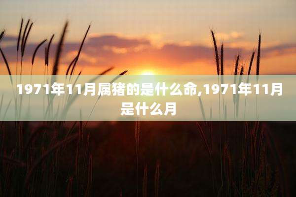 1971年11月属猪的是什么命,1971年11月是什么月