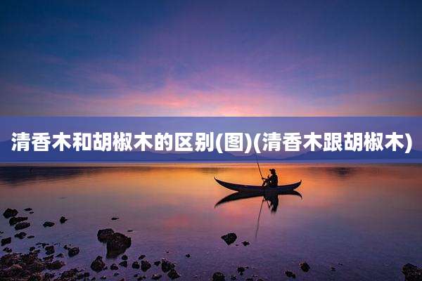 清香木和胡椒木的区别(图)(清香木跟胡椒木)