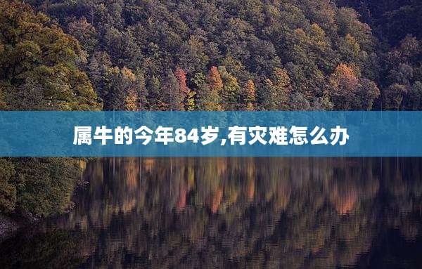 属牛的今年84岁,有灾难怎么办