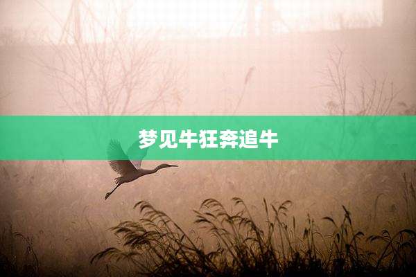 梦见牛狂奔追牛