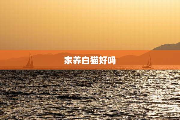 家养白猫好吗