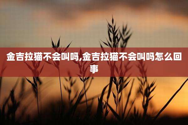 金吉拉猫不会叫吗,金吉拉猫不会叫吗怎么回事