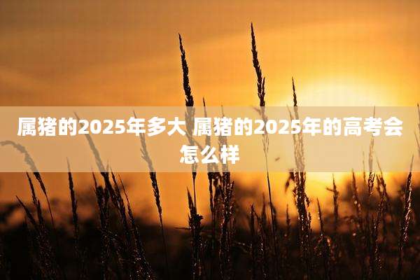 属猪的2025年多大 属猪的2025年的高考会怎么样