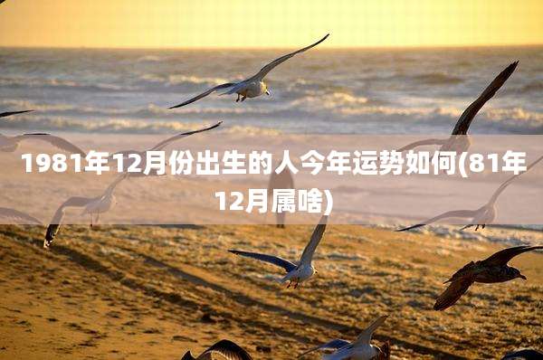 1981年12月份出生的人今年运势如何(81年12月属啥)