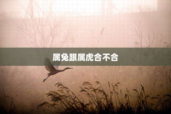 属兔跟属虎合不合