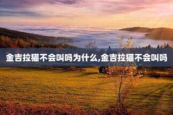 金吉拉猫不会叫吗为什么,金吉拉猫不会叫吗