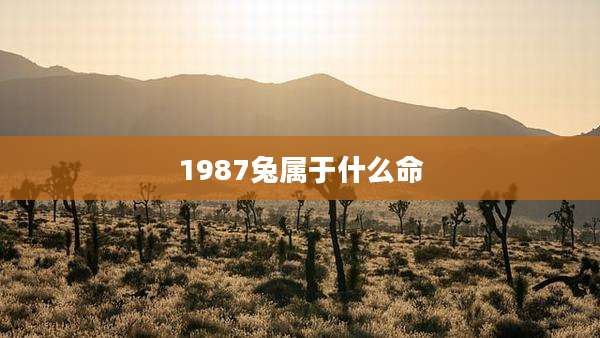 1987兔属于什么命