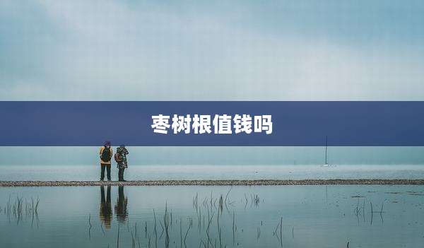 枣树根值钱吗