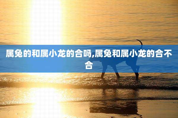 属兔的和属小龙的合吗,属兔和属小龙的合不合