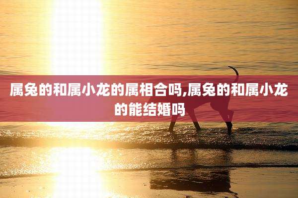 属兔的和属小龙的属相合吗,属兔的和属小龙的能结婚吗