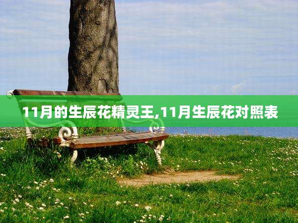11月的生辰花精灵王,11月生辰花对照表
