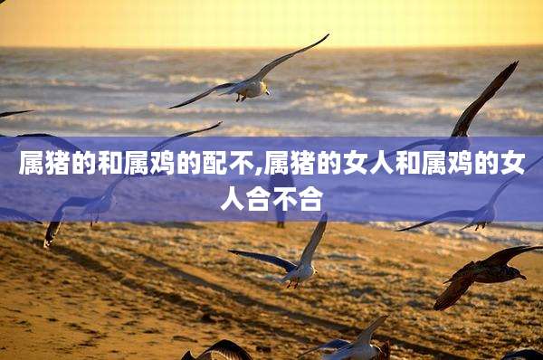 属猪的和属鸡的配不,属猪的女人和属鸡的女人合不合
