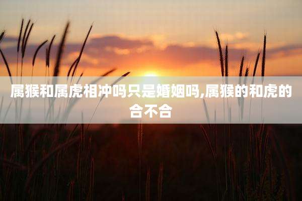 属猴和属虎相冲吗只是婚姻吗,属猴的和虎的合不合