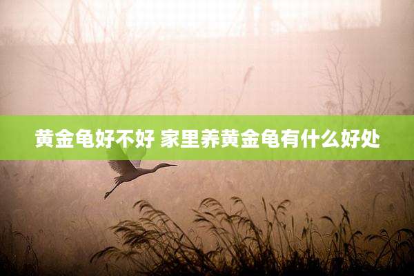 黄金龟好不好 家里养黄金龟有什么好处