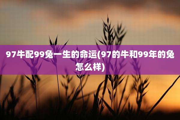 97牛配99兔一生的命运(97的牛和99年的兔怎么样)